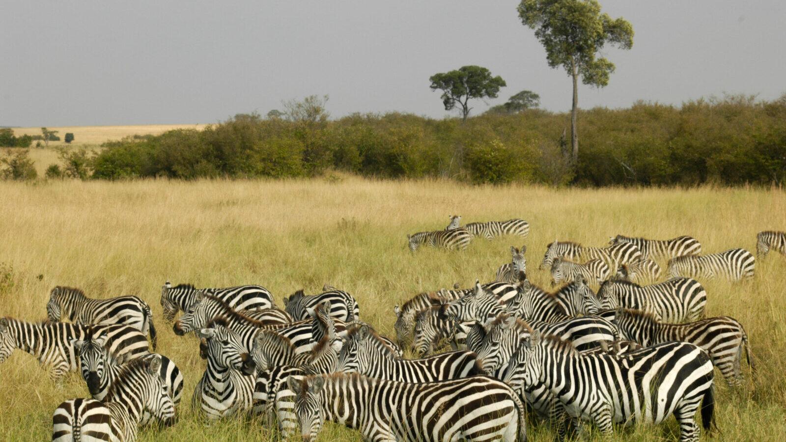 4-Day Maasai Mara Short Break Safari