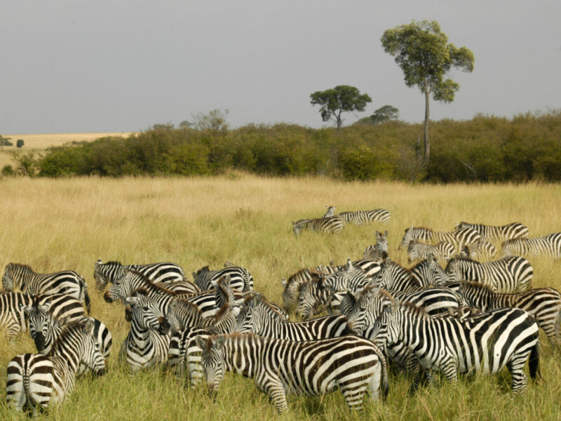 4-Day Maasai Mara Short Break Safari