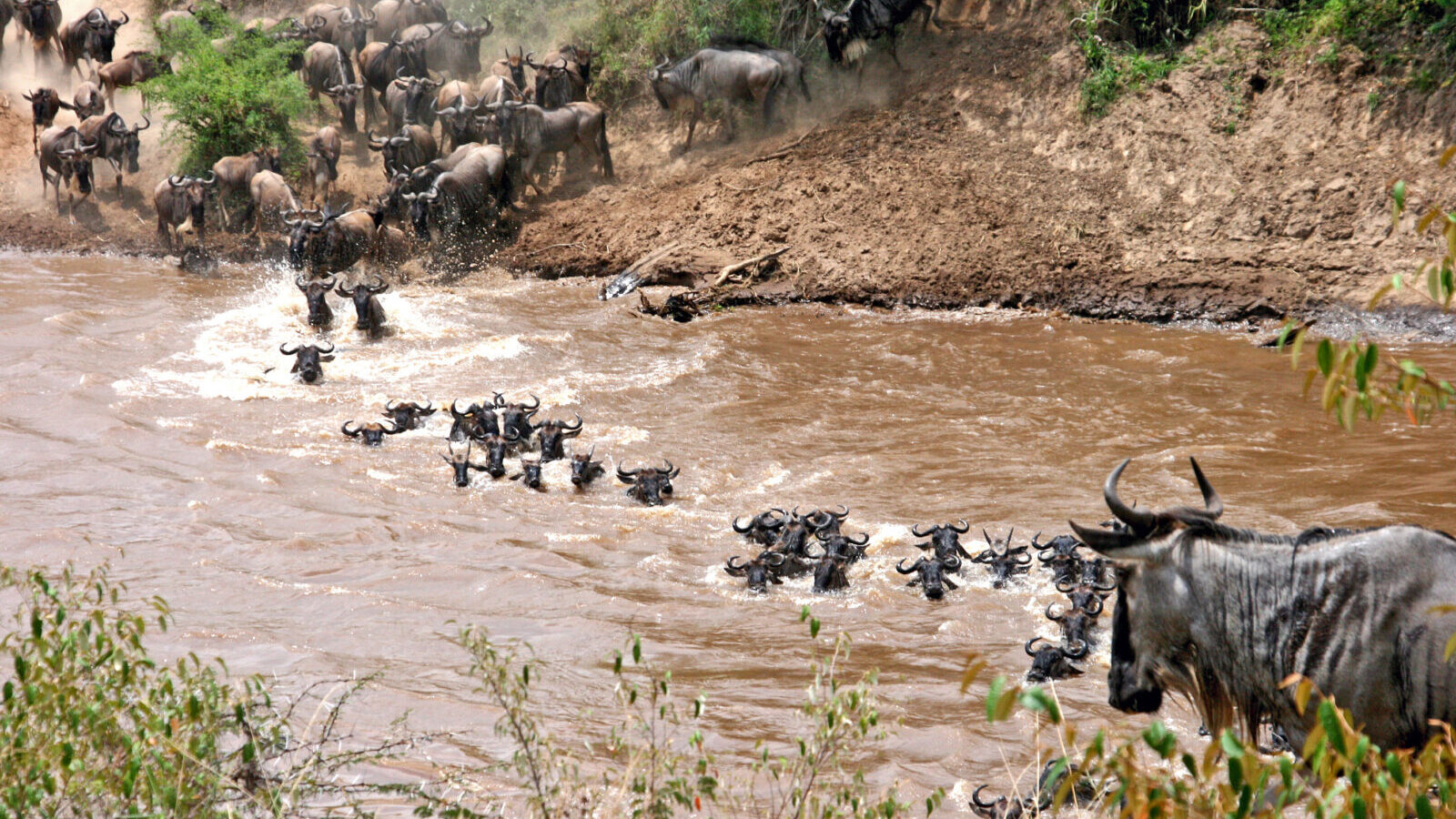 Kenya and Tanzania Combined Migration Safari
