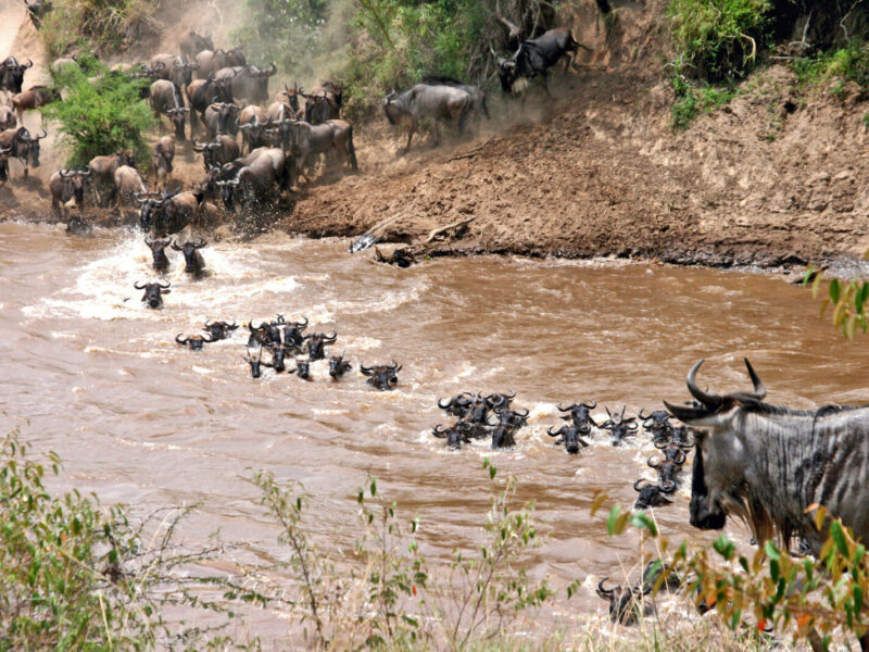 Kenya and Tanzania Combined Migration Safari