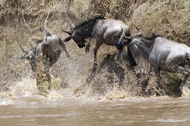 Great Migration River Crossing Safari, Maasai Mara