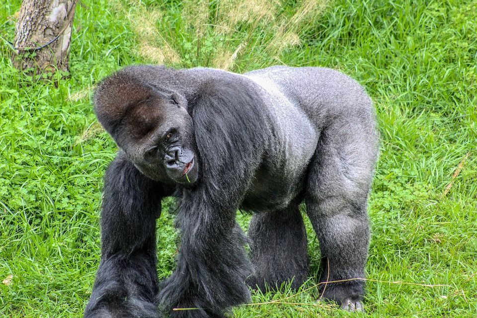What Transport Options Are Available to Reach Congo's Gorilla Trekking Region?
