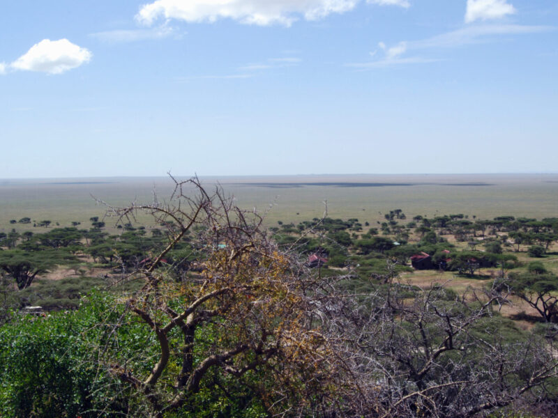 Budget Group Safari, Maasai Mara and Serengeti