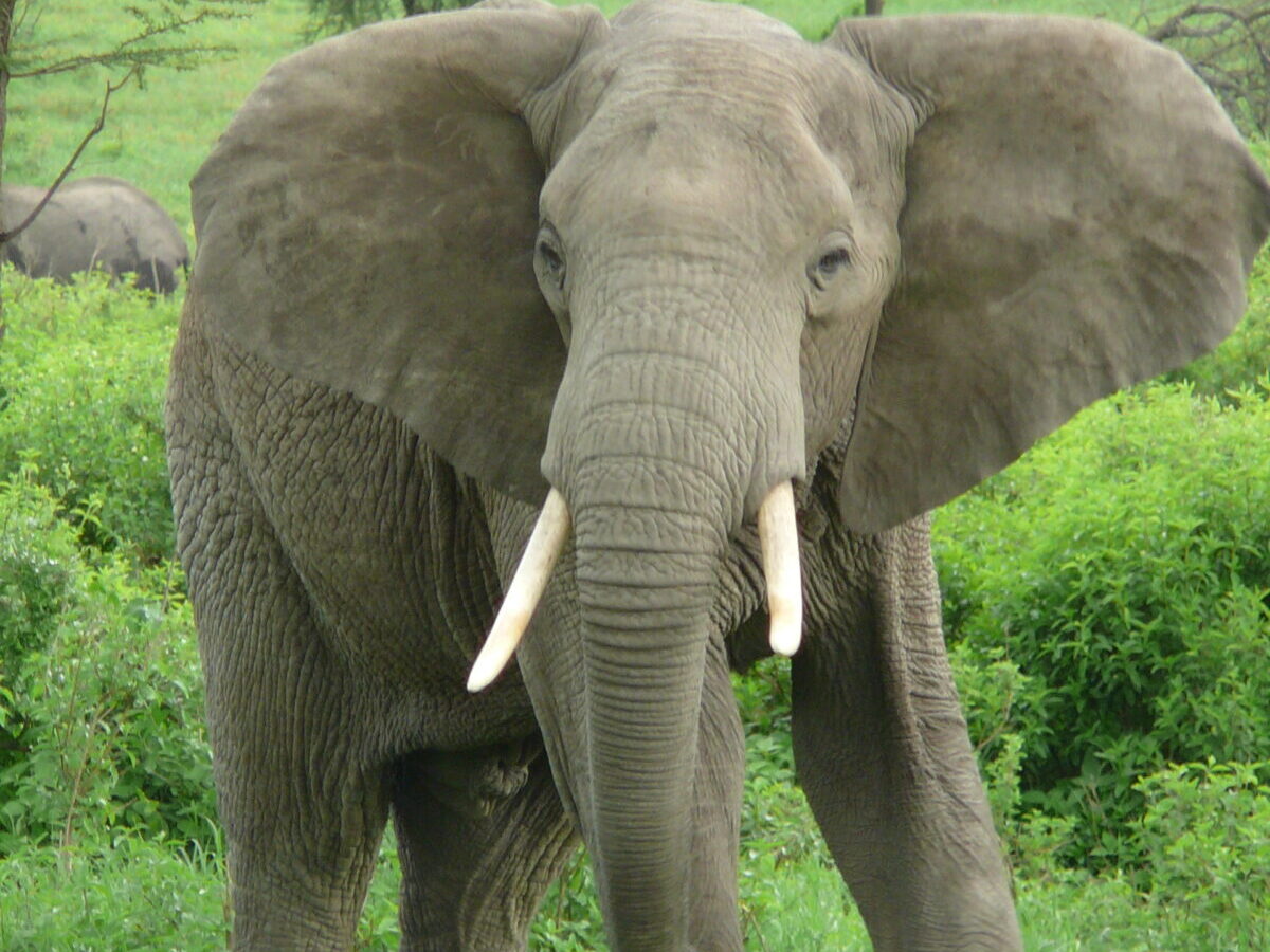 Great Migration Calving Season Safari, Ndutu Plains