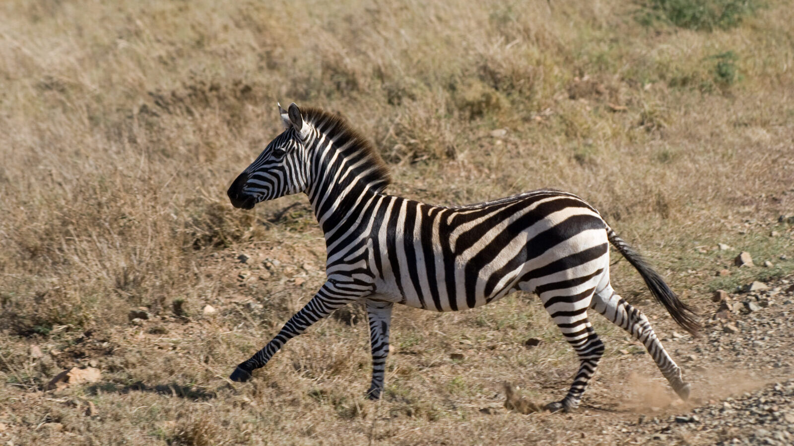 8-Day Great Migration Safari: Serengeti and Ndutu Plains