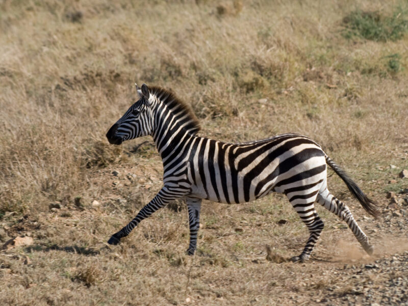8-Day Great Migration Safari: Serengeti and Ndutu Plains