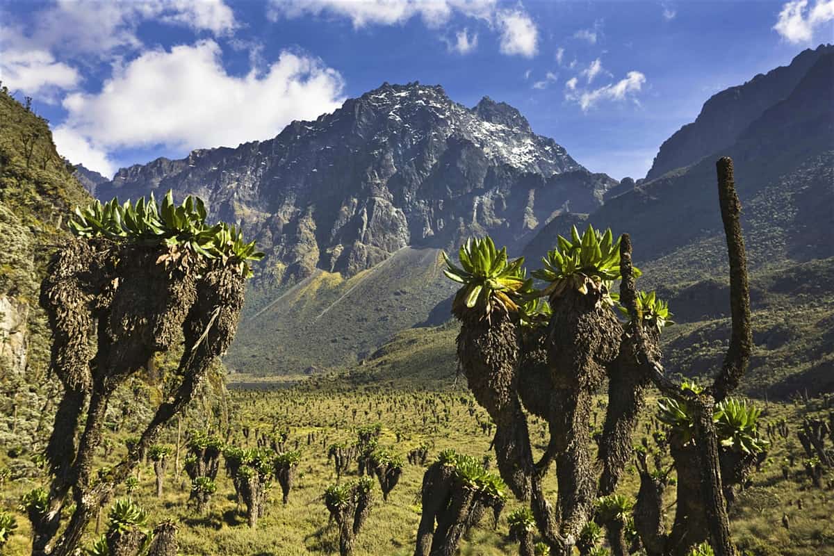 Rwenzori Trekking Routes: Which Trail Is Right for Your Fitness Level?