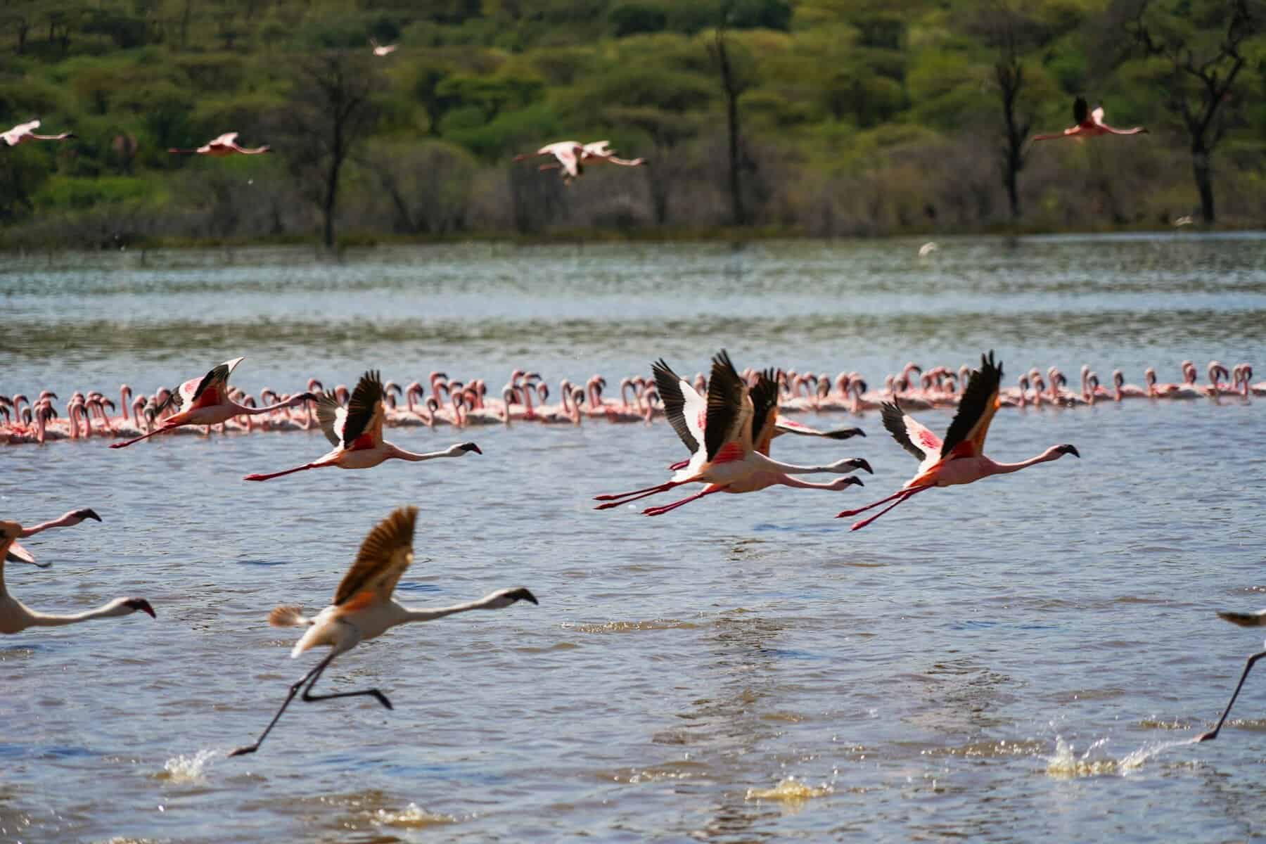 Lake George Uganda: Flamingos, Fishing & Wildlife by the Shore
