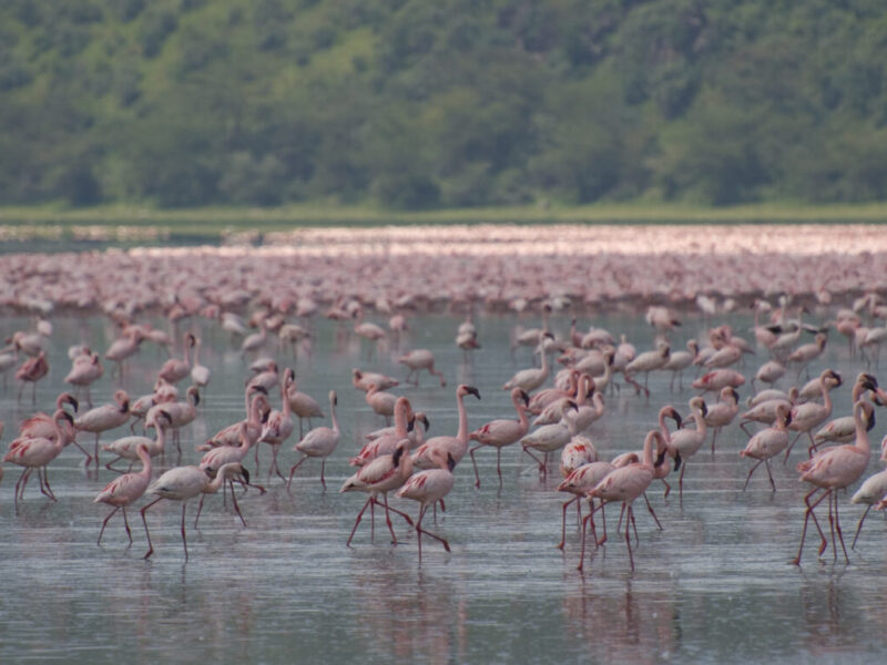 6-Day Kenya Highlights: Mara, Nakuru and Naivasha