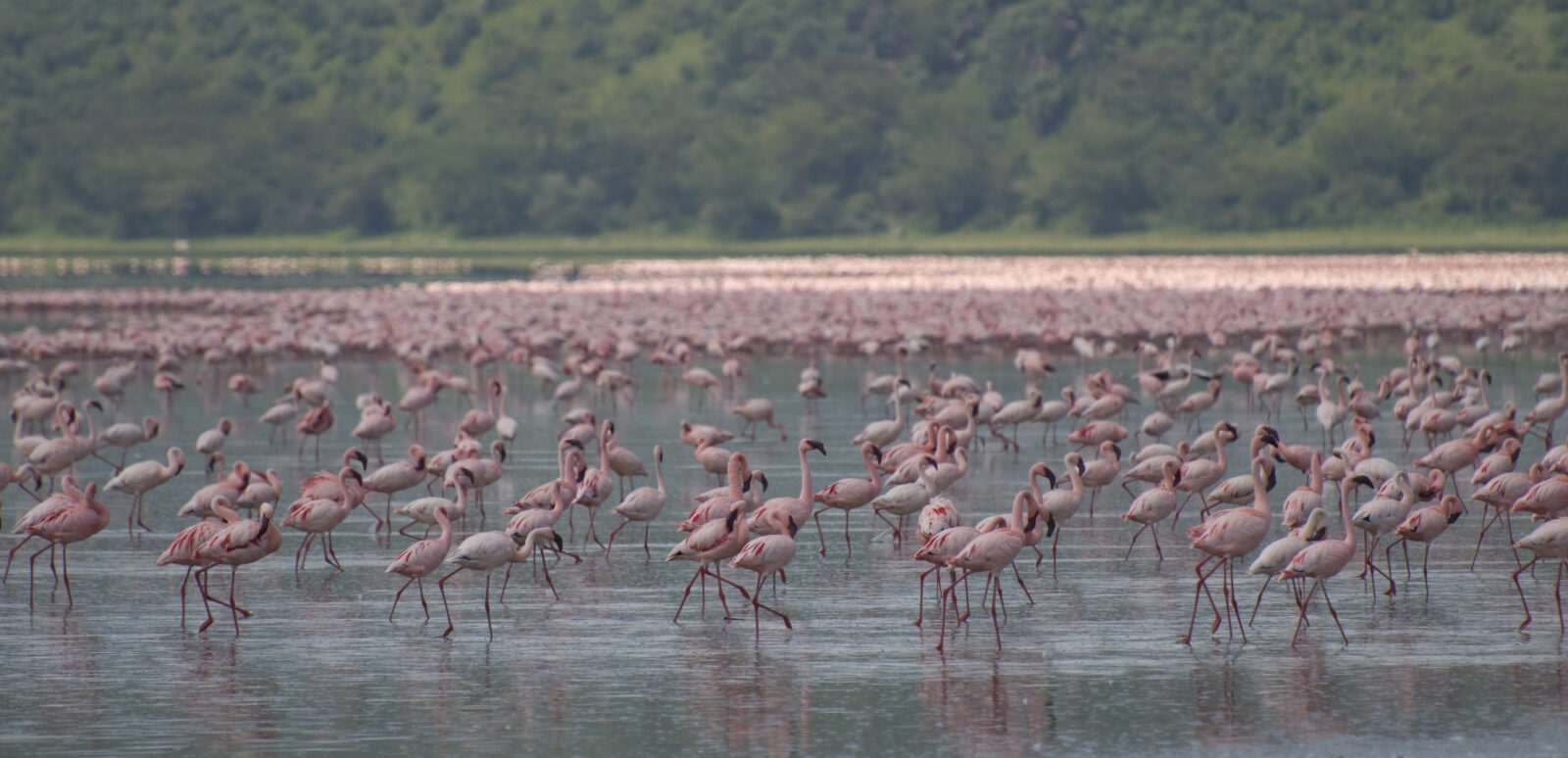Lake Nakuru Flamingo and Rhino Sanctuary Safari
