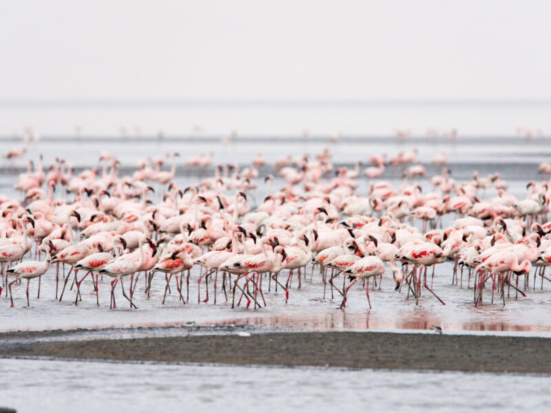 5-Day Rift Valley Lakes Safari, Tanzania