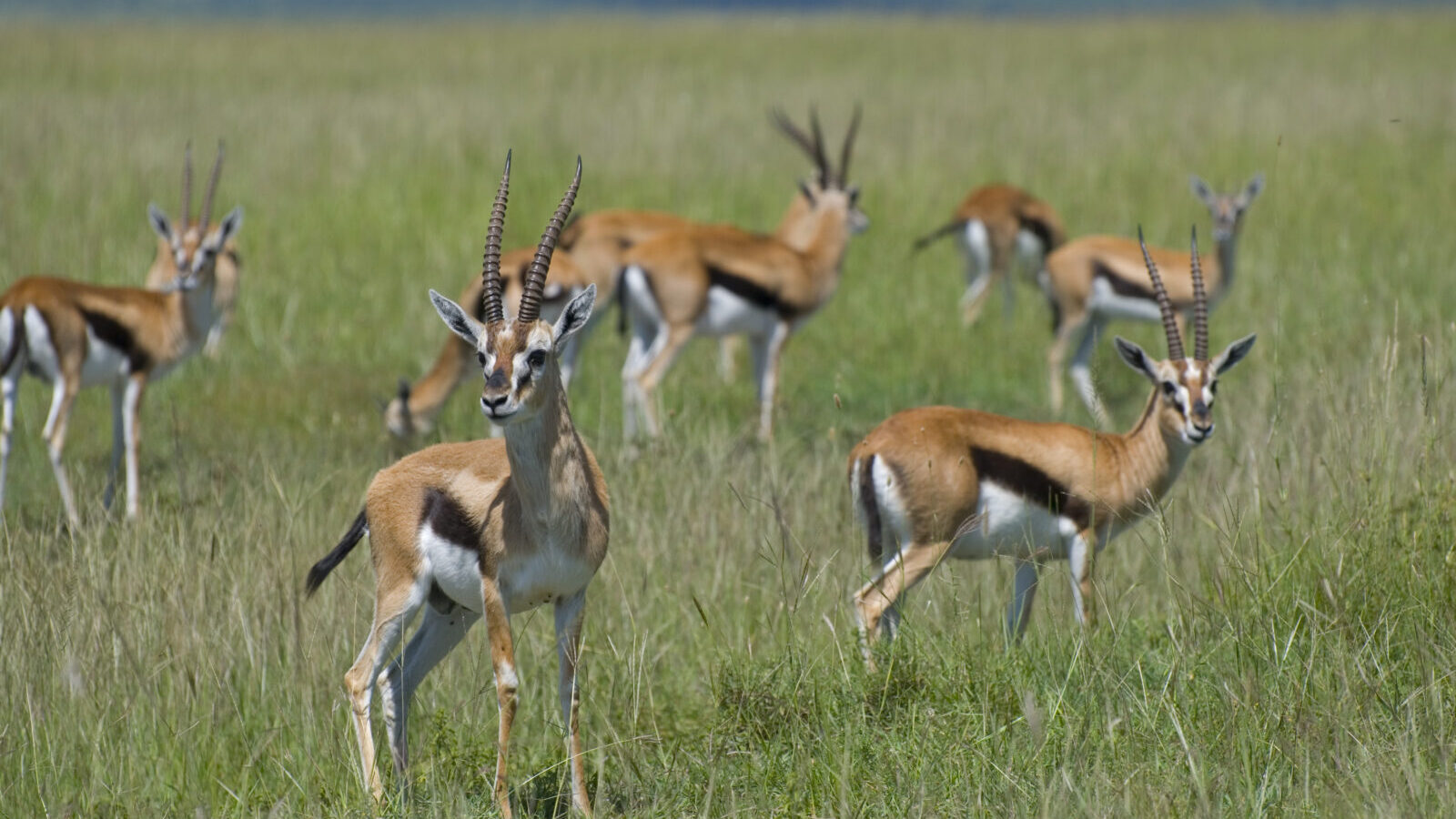 14-Day Gorillas and Great Migration Combined Safari