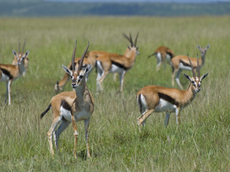 14-Day Gorillas and Great Migration Combined Safari