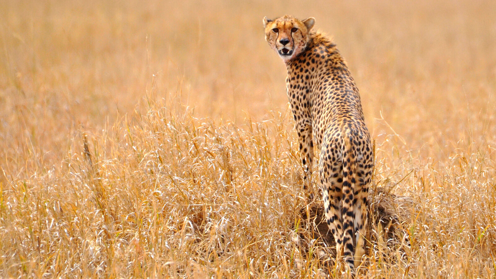 Great Migration Fly-In Safari: Serengeti and Mara Combined