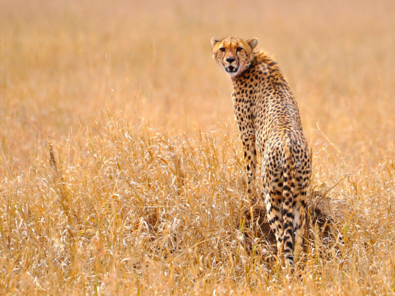 Great Migration Fly-In Safari: Serengeti and Mara Combined