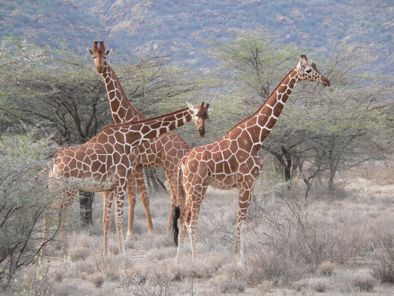 6-Day Samburu Special Five Safari, Kenya