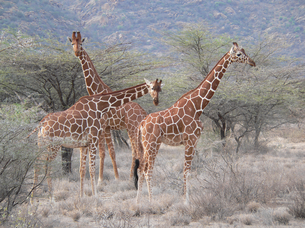 6-Day Samburu Special Five Safari, Kenya