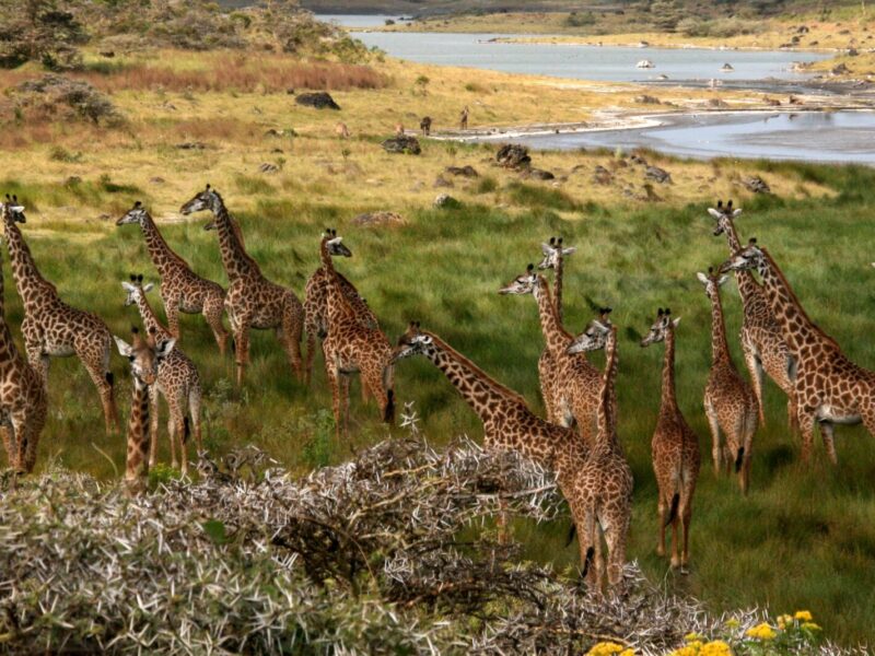 3-Day Arusha and Lake Manyara Short Safari