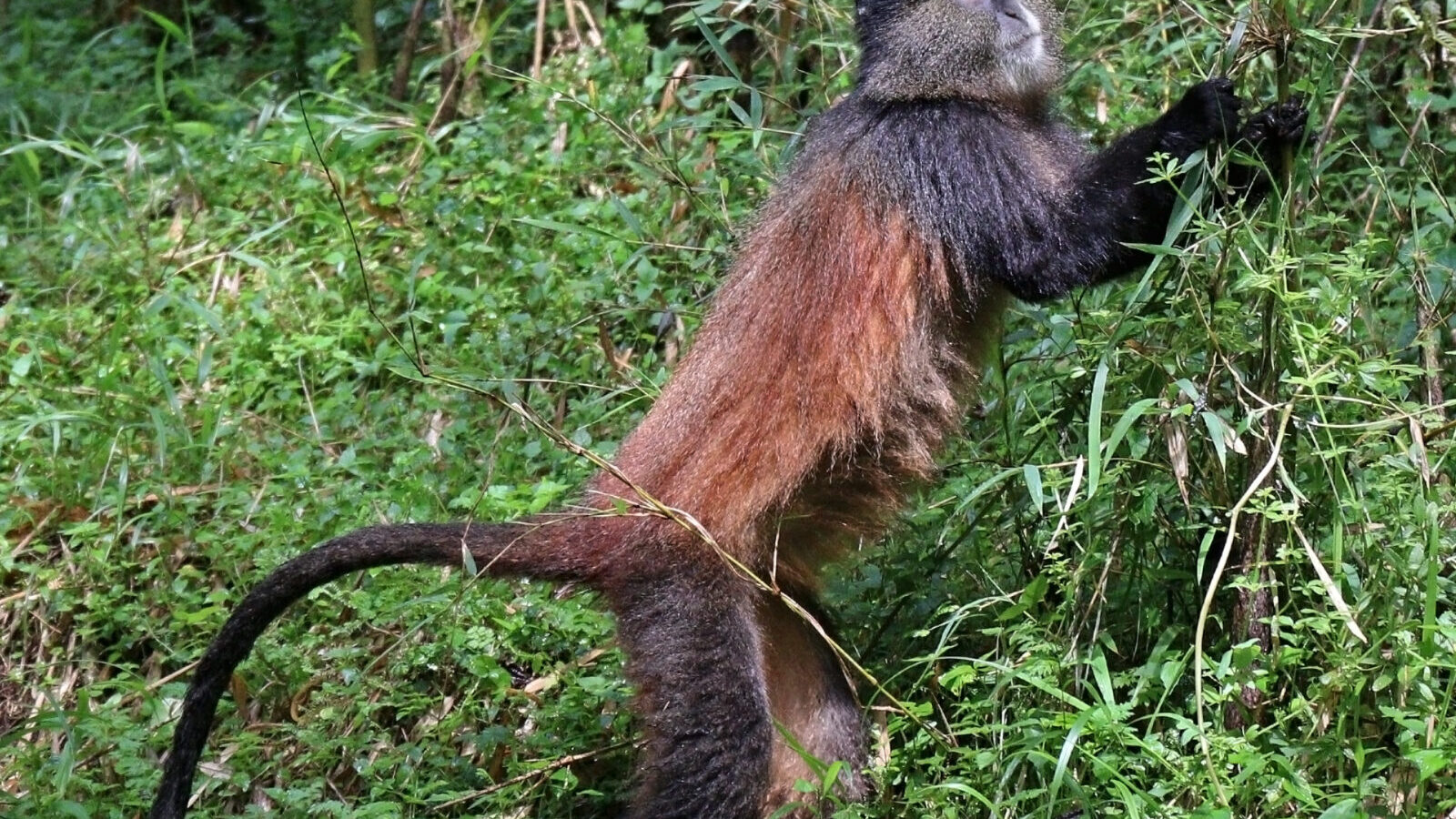 Uganda, Rwanda and Kenya Wildlife and Primate Circuit