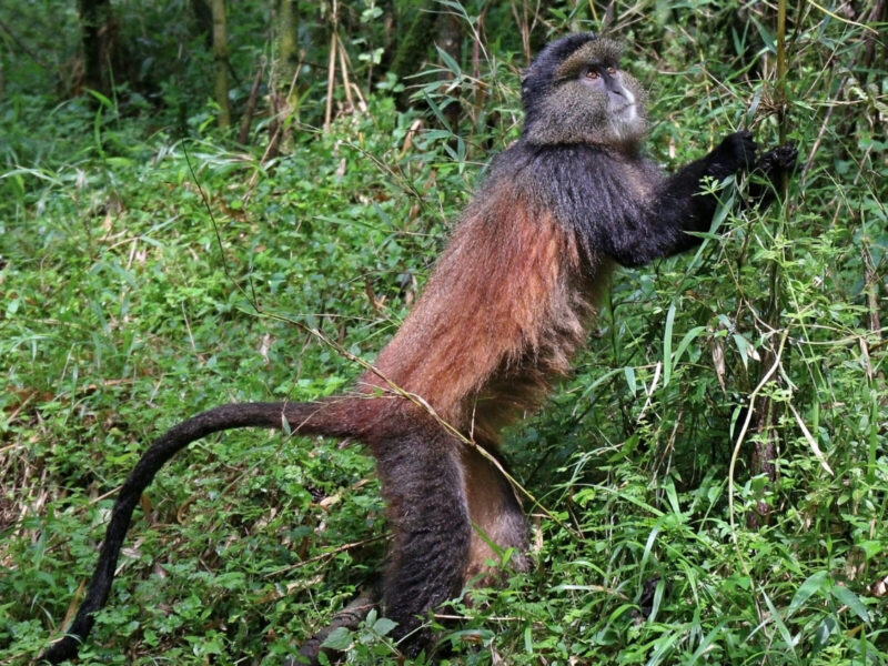 Uganda, Rwanda and Kenya Wildlife and Primate Circuit