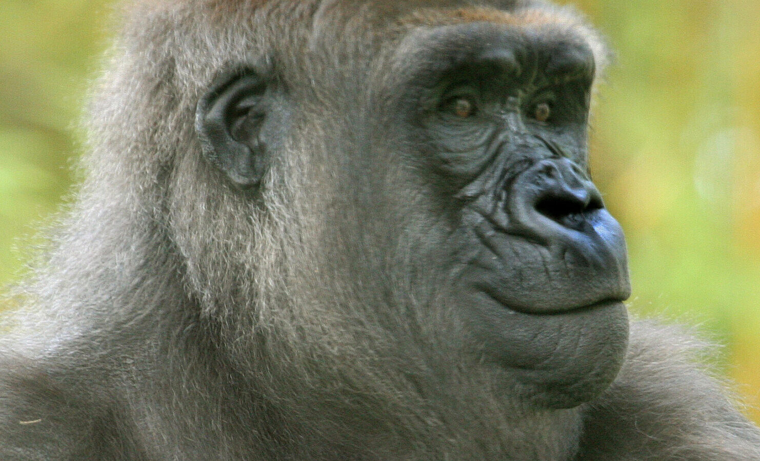 Gorilla and Wildlife Photography Safari, Uganda and Rwanda