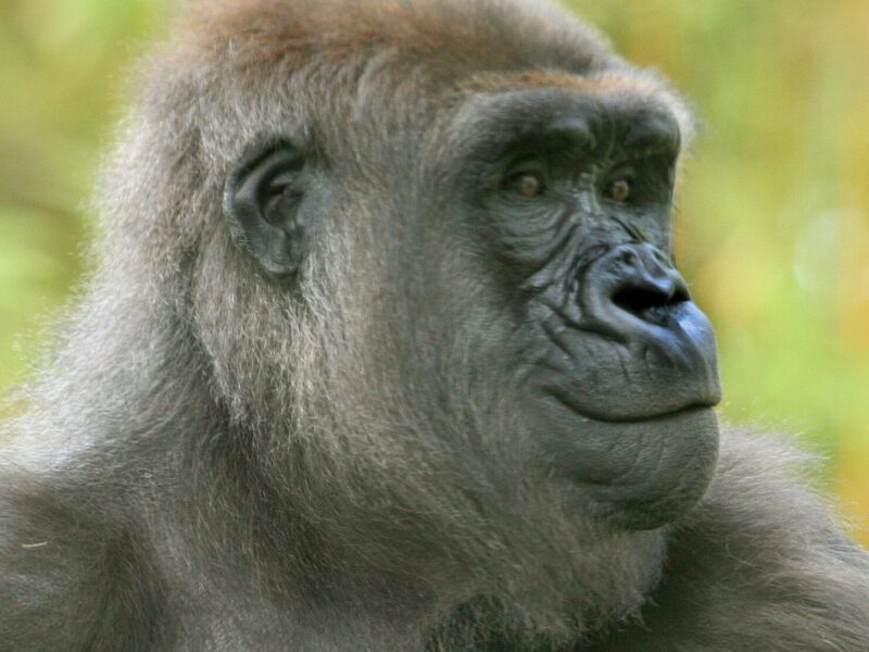 Gorilla and Wildlife Photography Safari, Uganda and Rwanda