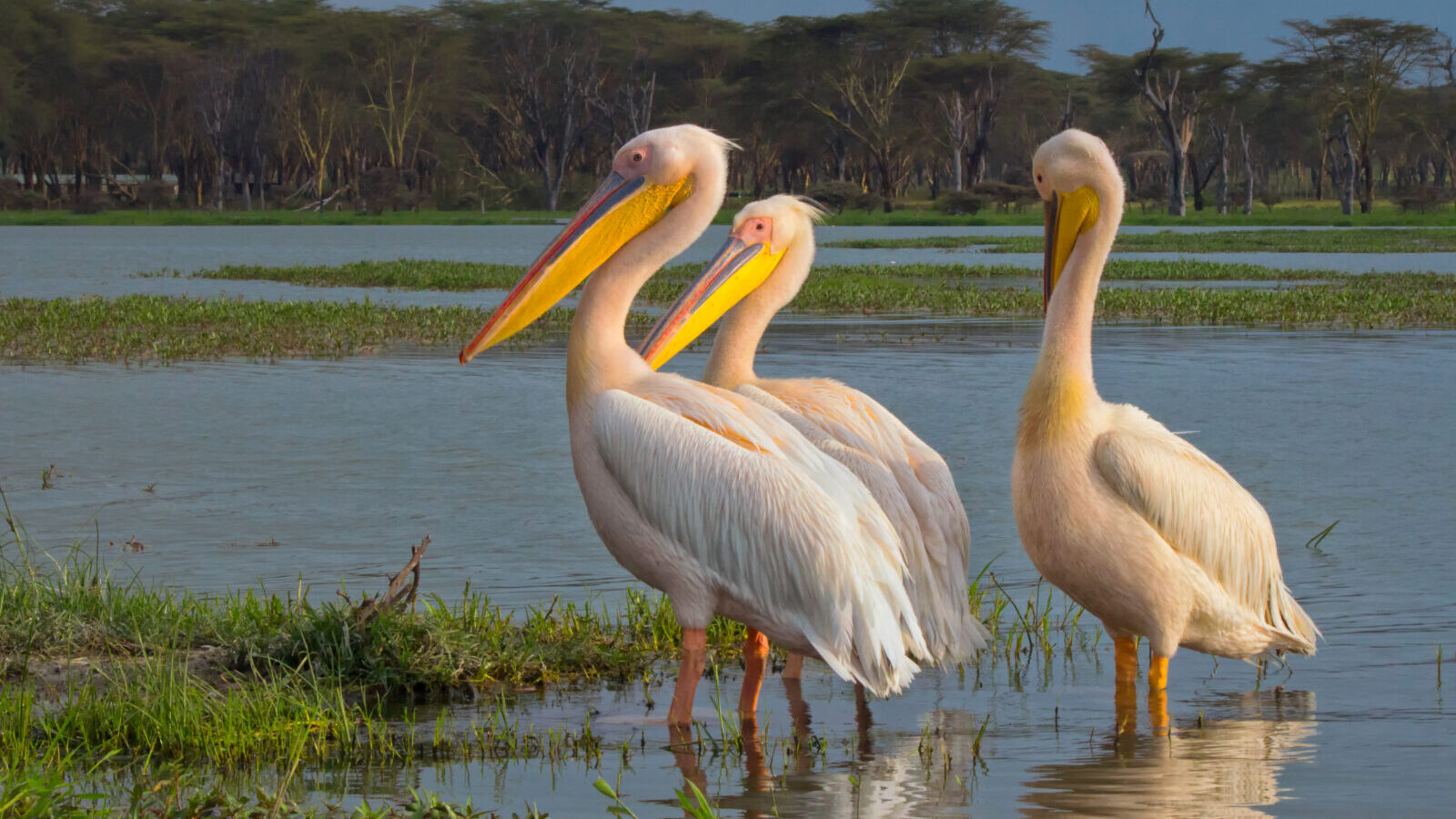 6-Day Kenya Explorer: Amboseli, Lake Naivasha and Mara