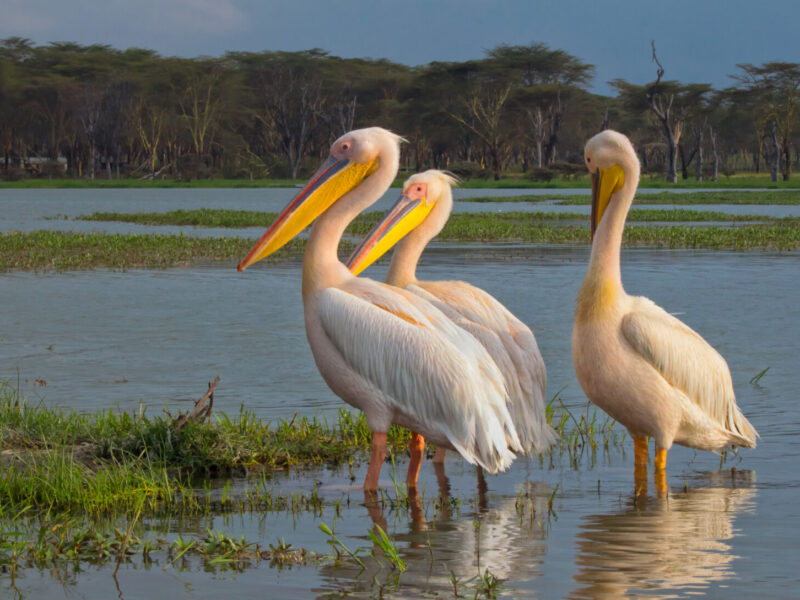 6-Day Kenya Explorer: Amboseli, Lake Naivasha and Mara