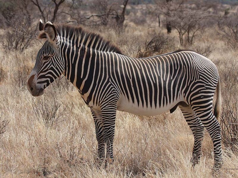 Kenya Private Fly-In Safari: Mara, Samburu and Amboseli