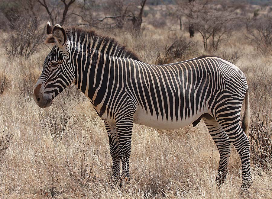 Kenya Private Fly-In Safari: Mara, Samburu and Amboseli