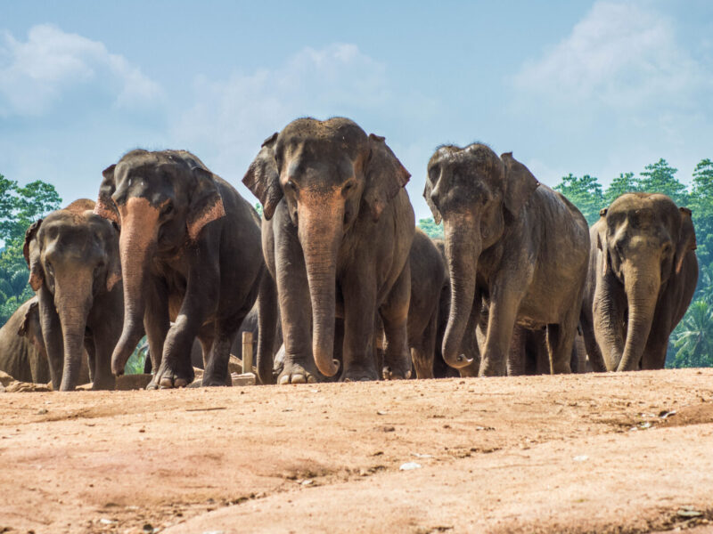 11-Day East Africa Multi-Generational Journey Package