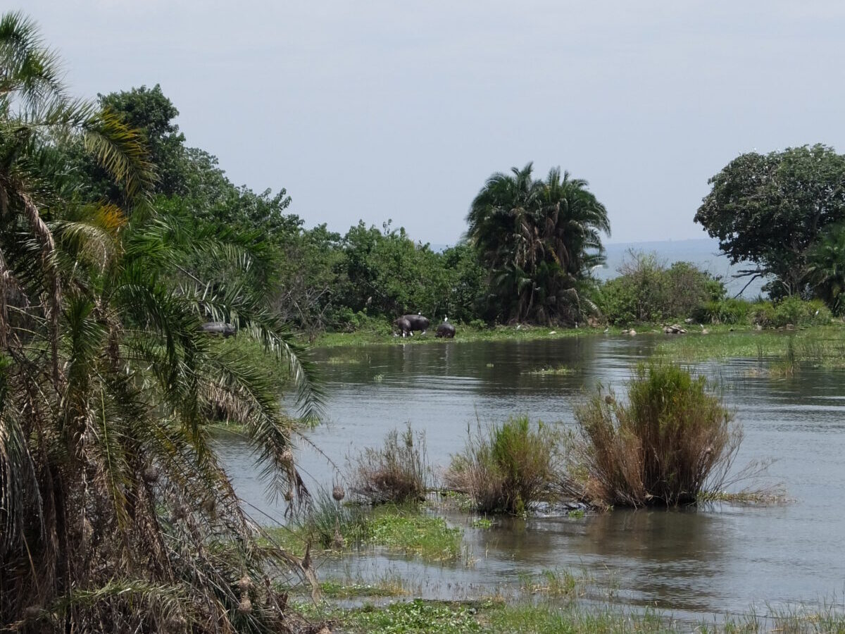 5-Day Lake Victoria and Rubondo Island Safari, Tanzania