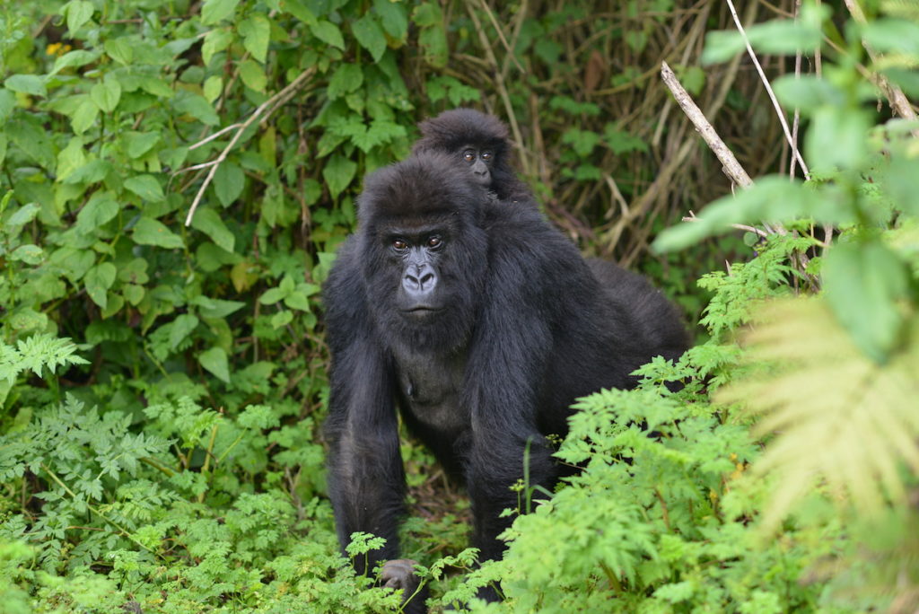 How Do I Get From Kigali to Mgahinga Gorilla National Park?