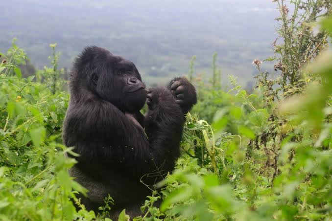 How Do Local Communities Benefit From Gorilla Tourism in Congo?