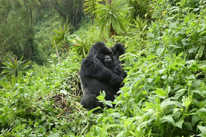 How Local Communities Benefit From Gorilla Tourism in Congo through jobs and conservation
