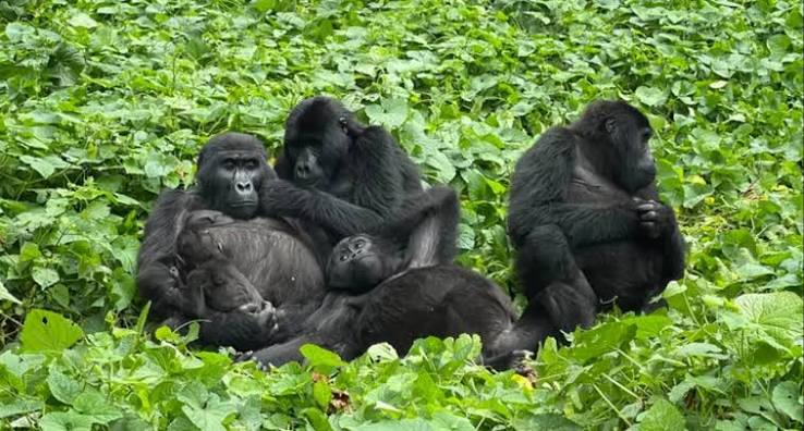 How Do Local Communities Benefit From Gorilla Tourism in Rwanda?