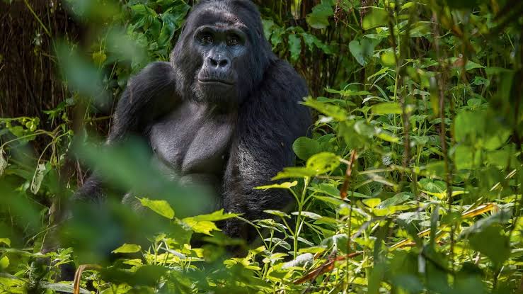 How Do Visa Requirements Compare Between Uganda, Rwanda, and Congo?