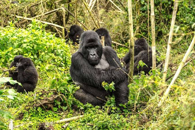 Is Congo Safe for Gorilla Trekking Compared to Rwanda and Uganda Today