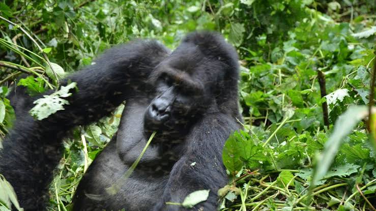 Is Congo Safe for Gorilla Trekking Compared to Rwanda and Uganda?