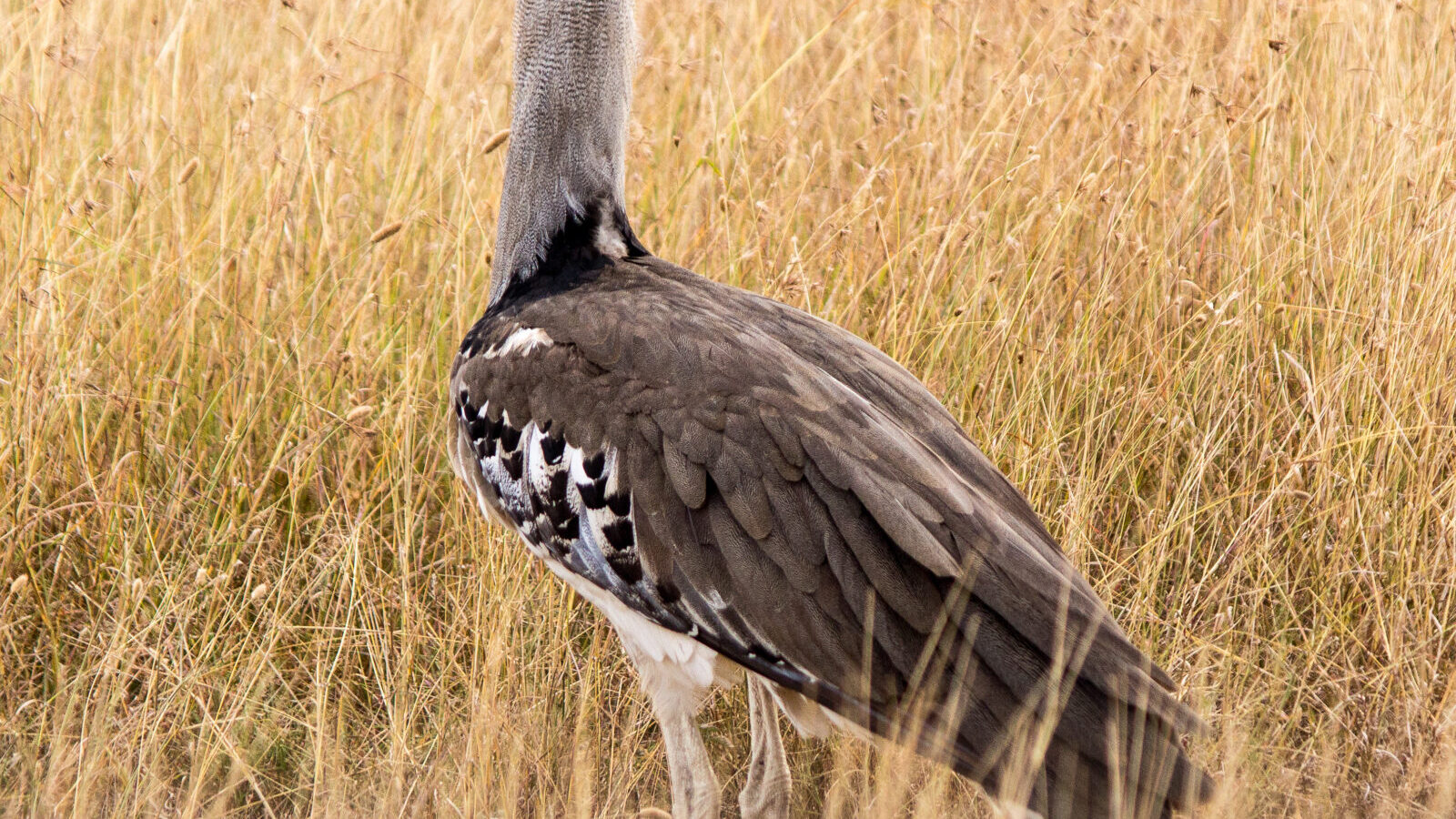 Private Honeymoon Safari, Maasai Mara