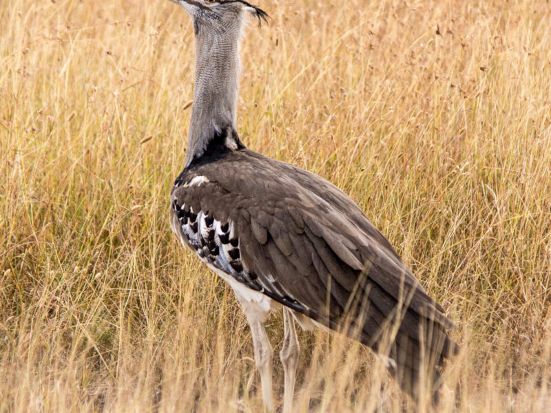 Private Honeymoon Safari, Maasai Mara