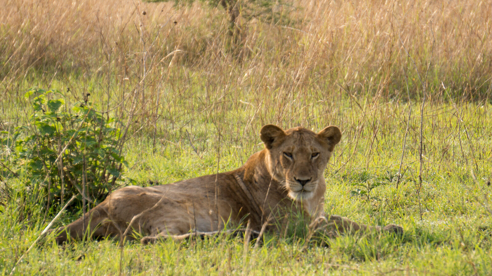 12-Day East Africa Grand Safari: Uganda, Rwanda, Kenya and Tanzania