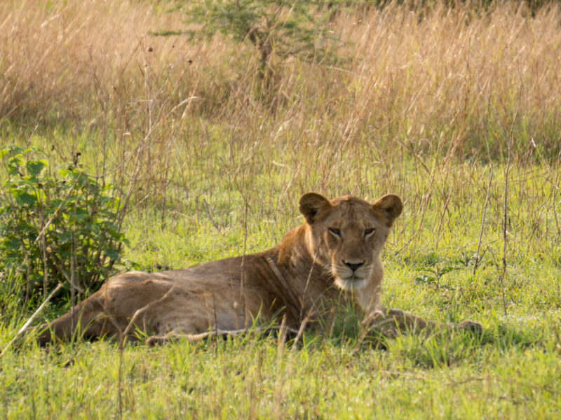 12-Day East Africa Grand Safari: Uganda, Rwanda, Kenya and Tanzania