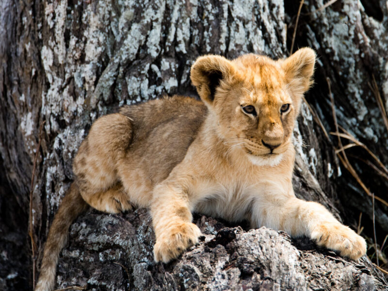 9-Day Serengeti, Ngorongoro and Arusha National Park Safari