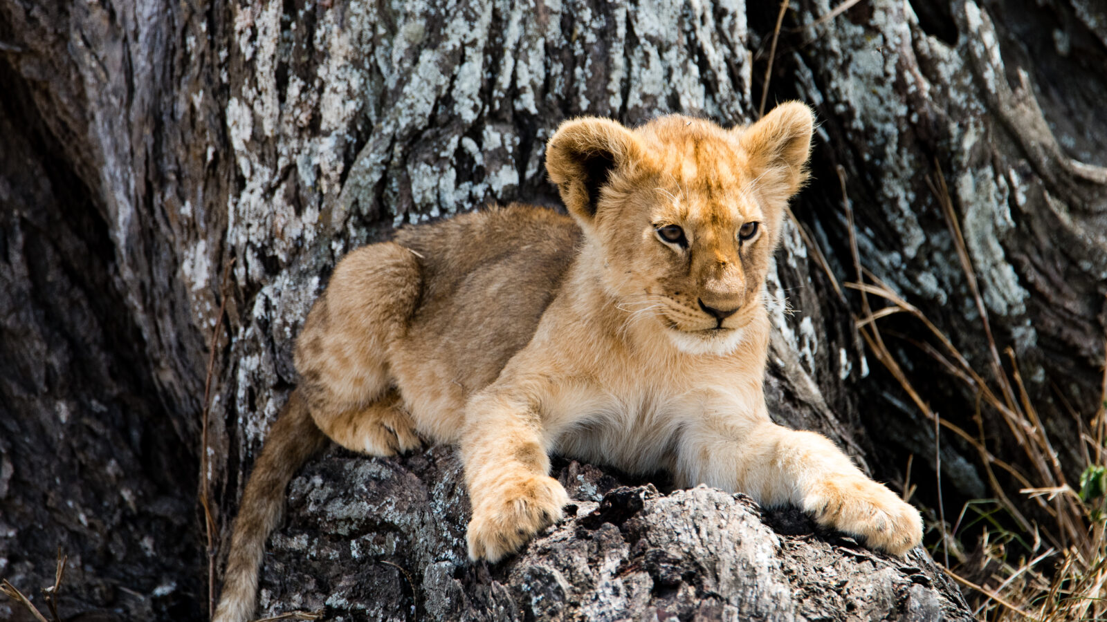 9-Day Serengeti, Ngorongoro and Arusha National Park Safari