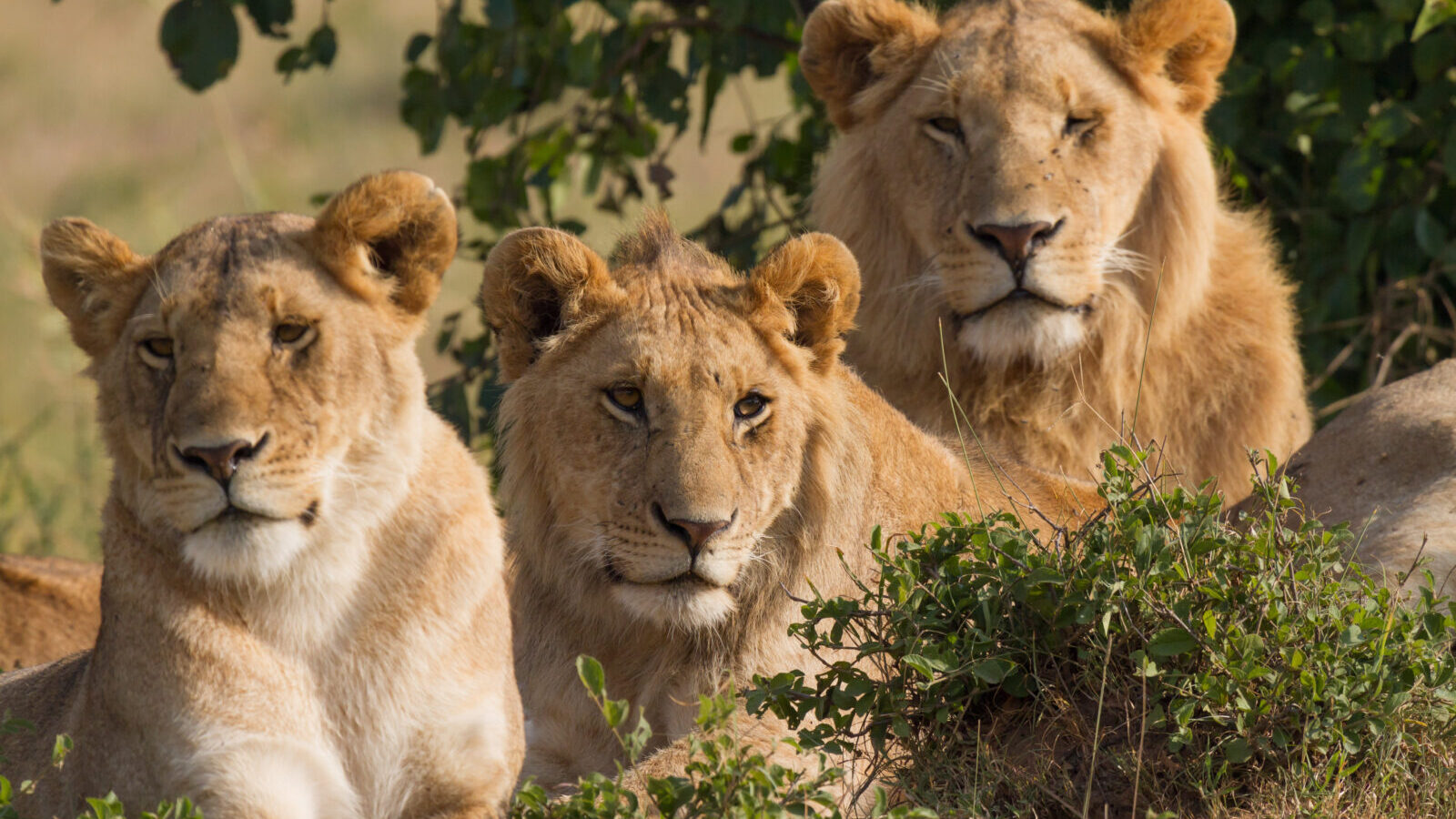 7-Day Kenya Classic Safari: Maasai Mara, Lake Nakuru and Amboseli