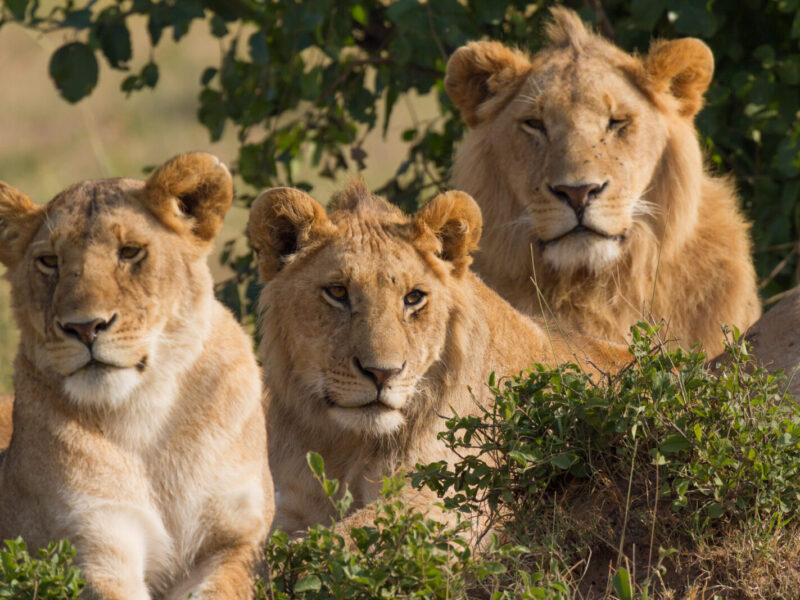 7-Day Kenya Classic Safari: Maasai Mara, Lake Nakuru and Amboseli