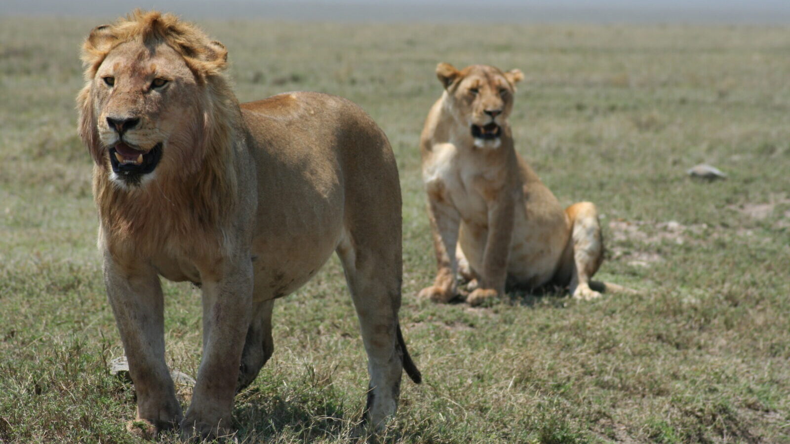 12-Day Tanzania and Rwanda Combined Migration and Gorilla Safari