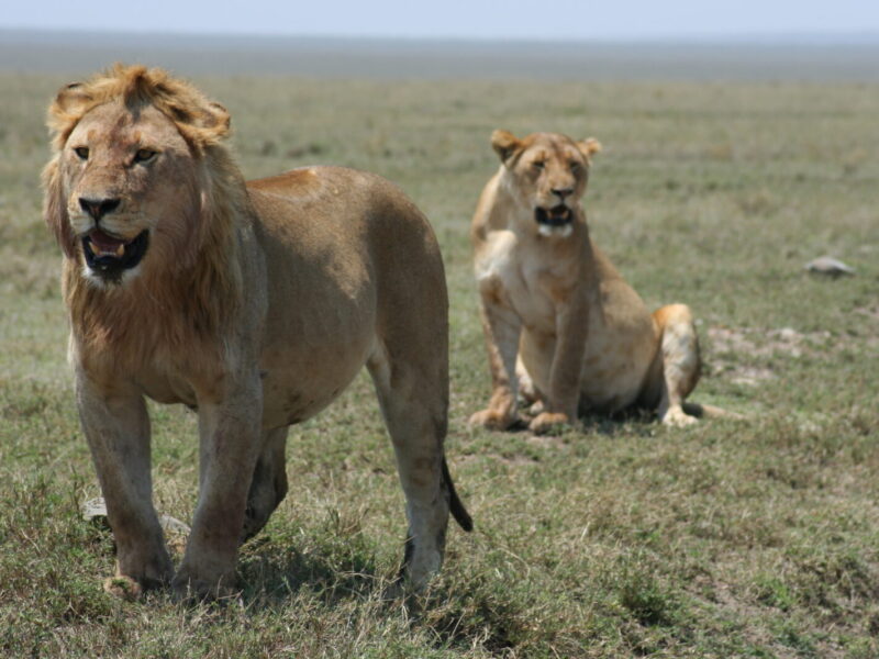 12-Day Tanzania and Rwanda Combined Migration and Gorilla Safari