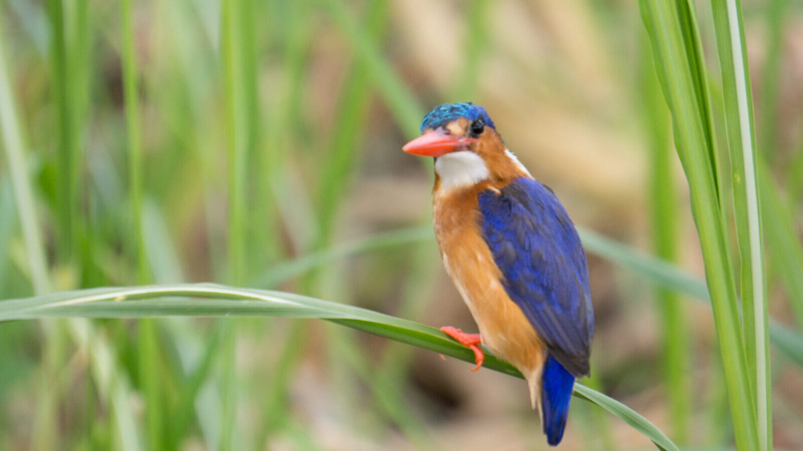 Birding Safari: Kenya, Uganda and Tanzania Combined